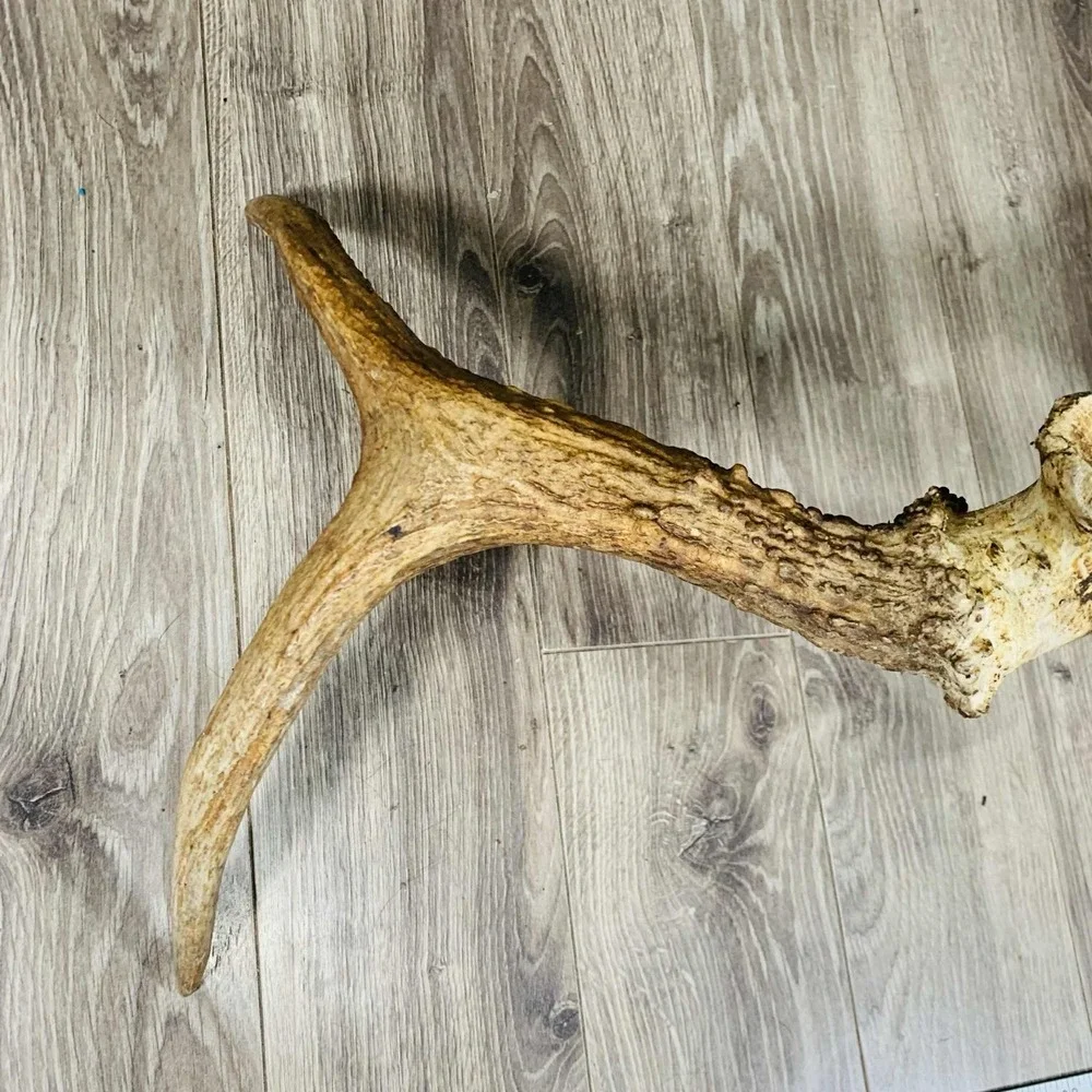Naturally Shed Wild Moose Antler (Horn, Knife, Carving, Chew, Taxidermy) Full - Picture 4 of 10